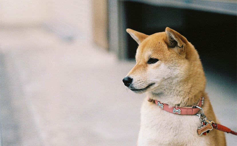 おばあちゃんと柴犬 泣ける話 感動のエピソードまとめ ラクリマ