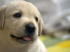 愛犬が繋いだ絆