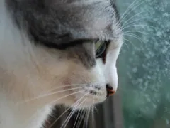 父を護衛する猫