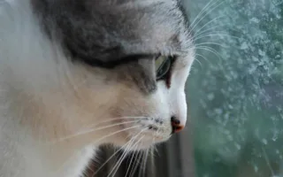 父を護衛する猫