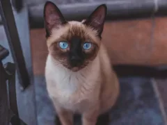 父親と猫のミル