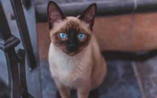 父親と猫のミル