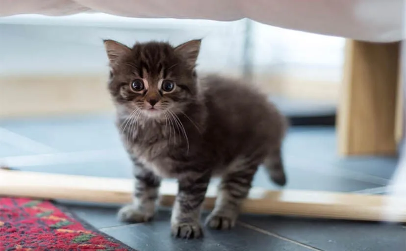 鳴かない猫と牛舎のラジオ