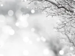 季節外れの雪