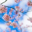 桜（フリー写真）
