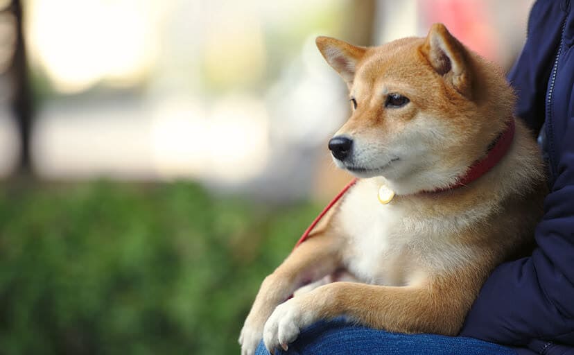 柴犬（フリー写真）