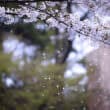 桜吹雪（フリー写真）