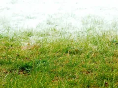 人間としての愛