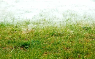 人間としての愛