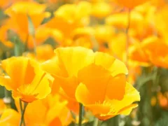 本当のやさしさ