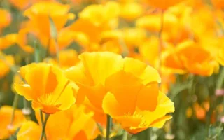 本当のやさしさ