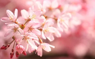 桜と最後の嘘