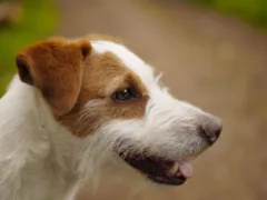 ペットとの別れ