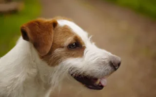 ペットとの別れ