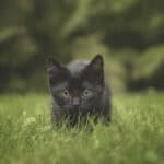 黒猫の赤ちゃん