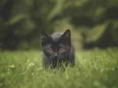 黒猫の赤ちゃん