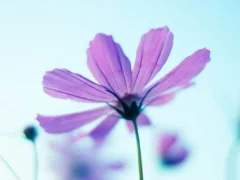 余命半年の彼女