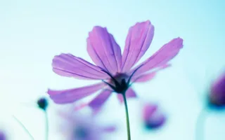 余命半年の彼女