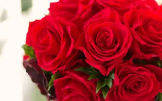 大きなバラの花束