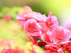 初めて好きになった人