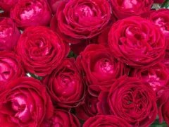 赤い薔薇の花束