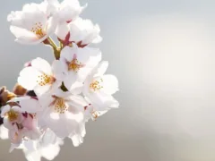 戦友を弔うために