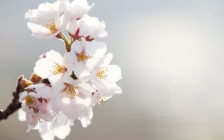 戦友を弔うために