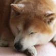飼い犬との別れ