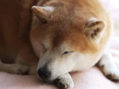 飼い犬との別れ