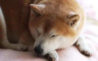 飼い犬との別れ