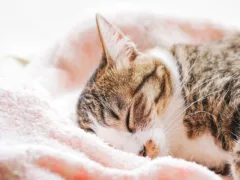 愛猫と過ごした日々