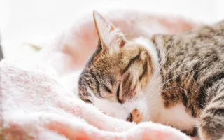 愛猫と過ごした日々