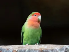 ぴーちゃんとの思い出