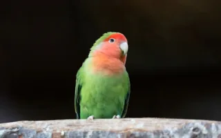 ぴーちゃんとの思い出