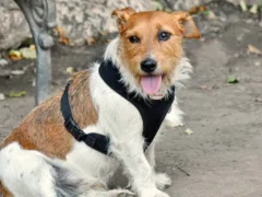 盲導犬のサリー