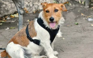 盲導犬のサリー