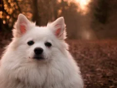 天国のアビーへ