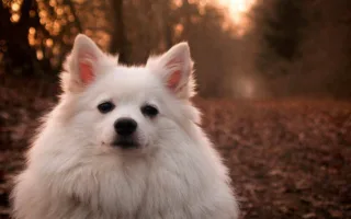 天国のアビーへ