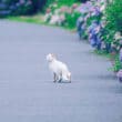 白猫（フリー写真）