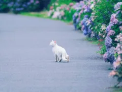 猫の導き