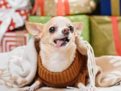 脳梗塞で亡くなったチワワ