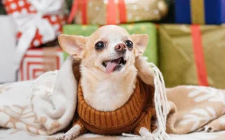 脳梗塞で亡くなったチワワ