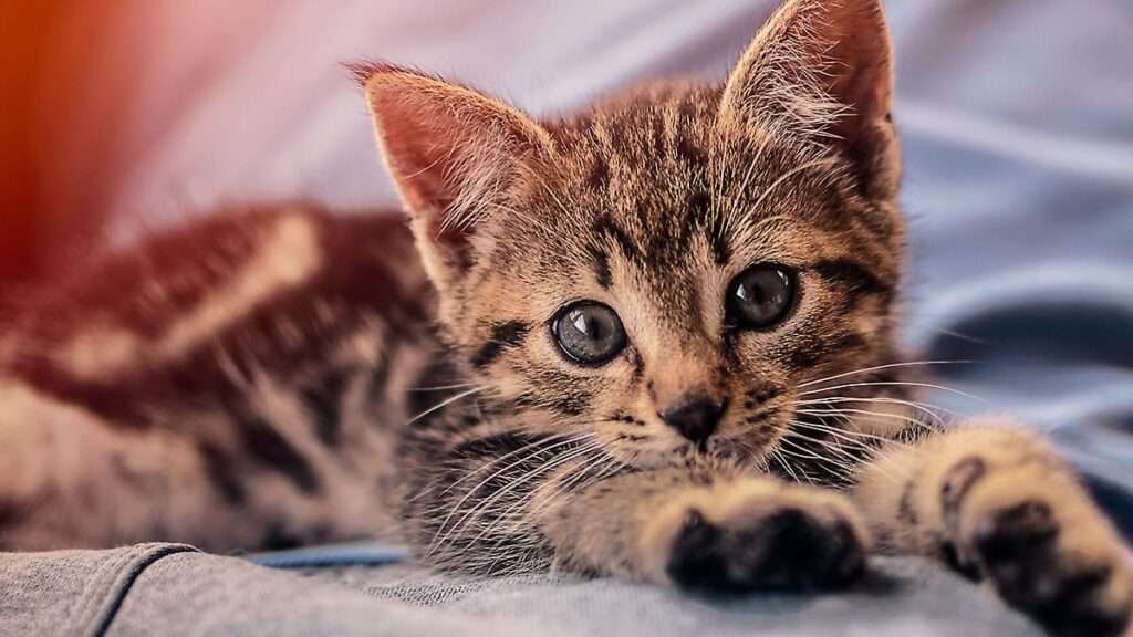 キジトラ猫（フリー写真）