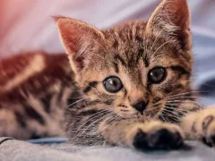 本当に幸運な猫