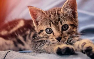 本当に幸運な猫