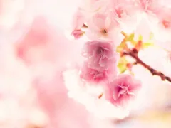 大切な5つの言葉