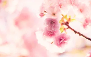 大切な5つの言葉