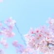桜（フリー写真）