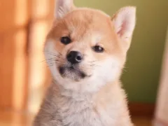 愛犬が教えてくれたこと