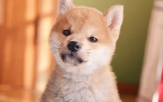 愛犬が教えてくれたこと